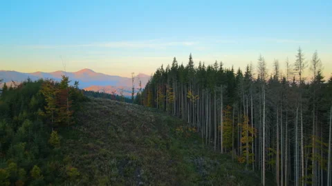 Top view of dark mountain hills covered with bare patches of cut down forest Stock Footage 237350301