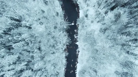 Top view dark river in the winter forest Stock Footage 146541879