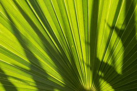 Top view of date palm tree isolated Stock Photos