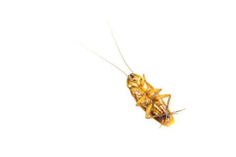 Top view a dead cockroach isolated on white background. Stock Photos
