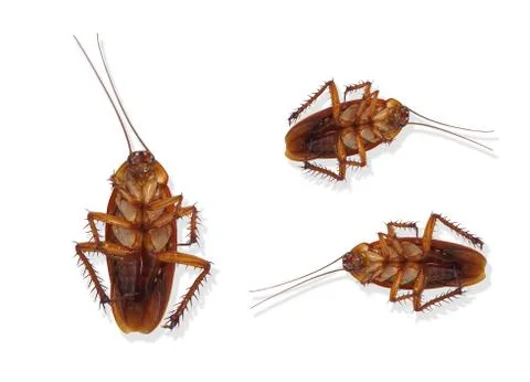 Top view of a dead cockroach isolated on white background Stock Photos