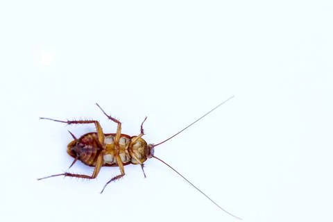 Top view of a dead cockroach isolated on white background. Stock Photos