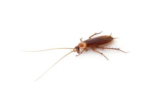 Top view a dead cockroach isolated on a white background Stock Photos