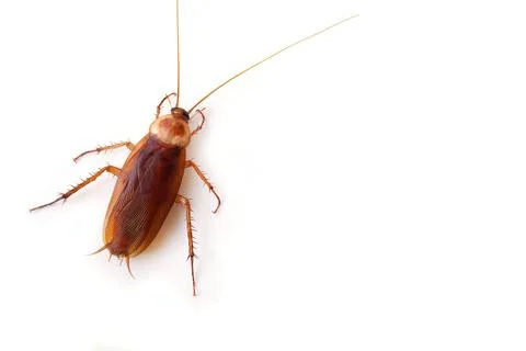 Top view a dead cockroach isolated on a white background Stock Photos