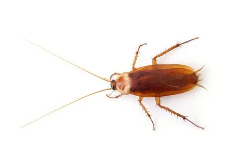 Top view a dead cockroach isolated on a white background Stock Photos
