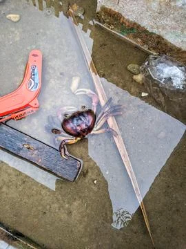 Top View of Dead Crab Floating in Water Stock Photos
