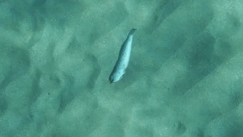 A top view of a dead fish Stock Footage 231411355
