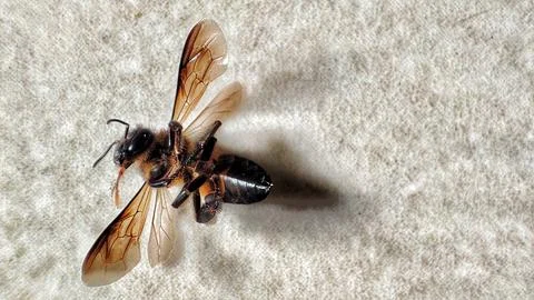 Top View of a Dead Honey Bee with Spread Wings Stock Photos