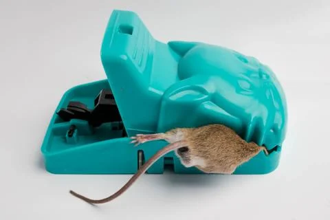 Top View Dead Mouse Trapped in Teal Cat-Shaped Snap Foto stock