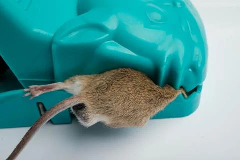 Top View Dead Mouse Trapped in Teal Cat-Shaped Snap Stock Photos