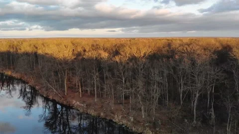 Top view of dead wood that turns yellow in the sun, trees reflected in a clear Vídeo Stock 130567980