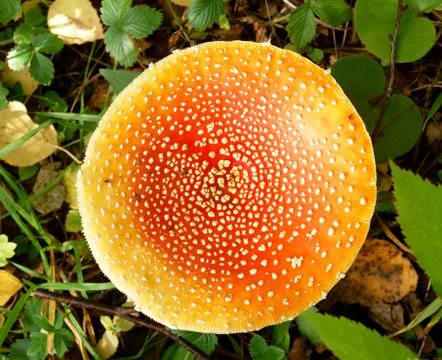 Top view of death cap Stock Photos