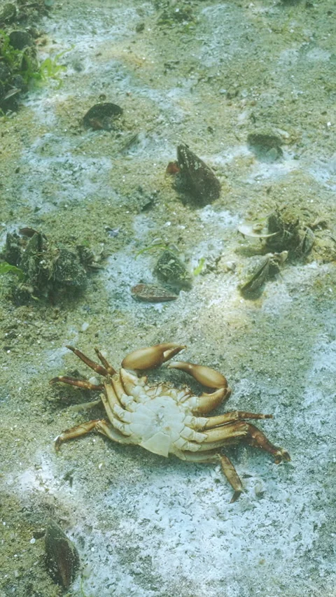 Top view of deceased crabs on sandy bottom covered with biofilm of decomposing Stock Footage 324251891