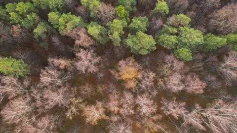 Top view of a deciduous and pine forest in late autumn Stock Photos