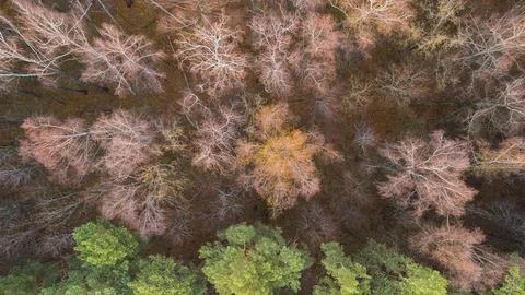 Top view of a deciduous and pine forest in late autumn Stock Photos