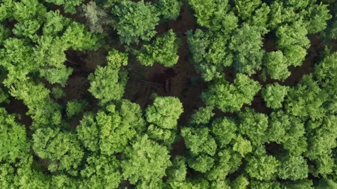 Top view deciduous forest aerial flight above lush crown trees green treetops Stock Footage 243228712