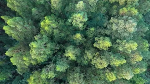 Top View Of Deciduous Forests. Aerial Shot Stock Footage 292123560