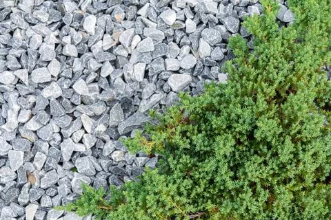 Top view of a decorative juniper that grows surrounded by white stones. Plant Stock Photos
