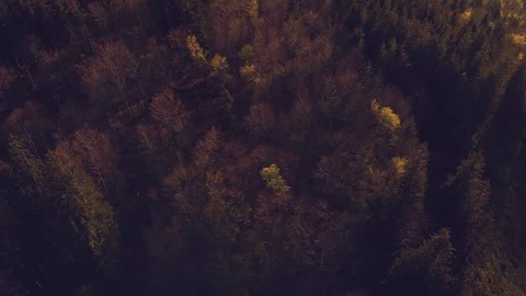 Top view of deep forest 動画素材 93219633