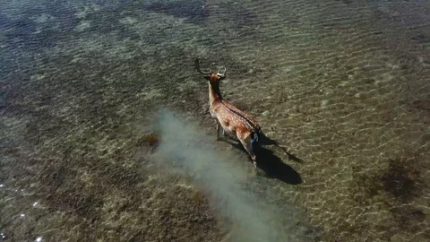 Top view of deer in shallow water Stock Footage 129770306