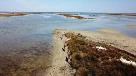 Top view of deers on the lakeshore Video stock 120874668