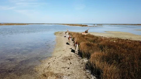 Top view of deers on the lakeshore Stock Footage 120874692