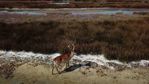 Top view of deers on the lakeshore Stock Footage 127828076