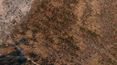 Top view of deforestated area Stock Footage 93197041