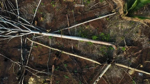 Top view of deforested and burned area in the Amazon Rainforest. Drone, Stock Footage 118023793