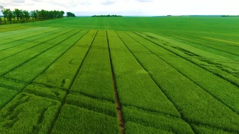 Top view of a demonstration field of different varieties of wheat in Ukraine Stock Footage 155596739