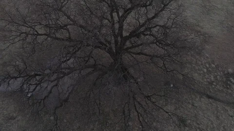 Top view of a dense branch of a lonely tree that stands in the field Stock Footage 75465508