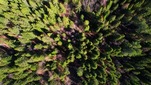 Top view of a dense coniferous forest Stock Footage 196513959