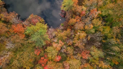 Top view of a dense deciduous forest with a lake on a cloudy autumn day. Video stock 275746179