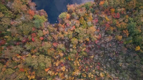 Top view of a dense deciduous forest with a lake on a cloudy autumn day. Stock Footage 275746653