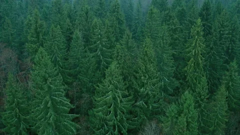 Top view of a dense forest. Flying over tall green trees - firs. Video stock 155481894