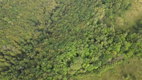 Top view of dense forest, wild nature Stock Footage 254065870