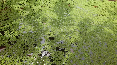 Top view of dense green azolla waterfern covering surface of pond in sunny da Stock-Footage 337952421