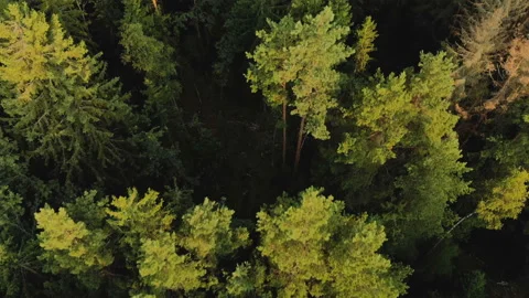 Top view of a dense green forest with individual dry red crowns of fir trees Stock Footage 120671215