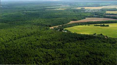 Top view, dense green forest Video stock 163985103