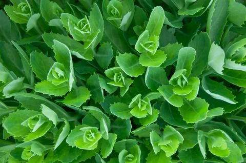 Top view of dense green succulent plants natural background pattern Stock Photos