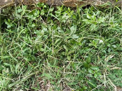 Top View of Dense Green Wild Grass and Plants Stock Photos