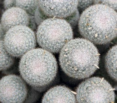 Top view of a dense group of round mammillaria cacti with white spines Stock Photos
