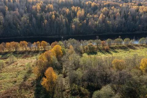 Top view of a dense mixed forest transitioning to autumn colors with yellow Stock Photos