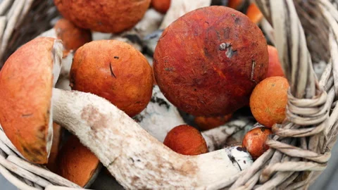 Top view of dense mushroom stems and orange caps in a basket. Video stock 319060901
