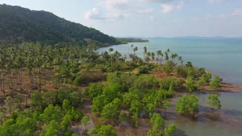 Top view of dense palm jungle beside shoreline at Koh Chang, Thailand Stock Footage 310393386