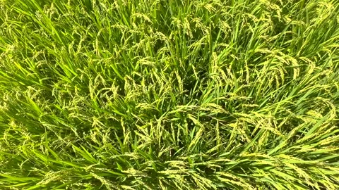 Top view of dense ripe rice plants with heavy grain creating vibrant natural Video stock 341382056