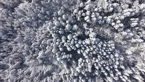 Top View Dense Snow Forests Near Halifax, Wintertime In Nova Scotia Stock Footage 328318577