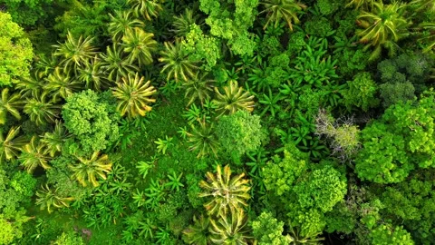 Top view of a dense tropical rainforest with lush greenery in Thailand. Stock Footage 240160630