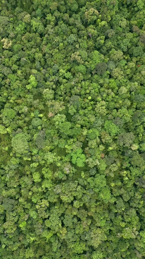 Top view of a dense tropical rainforest in Thailand Stock Footage 255781632