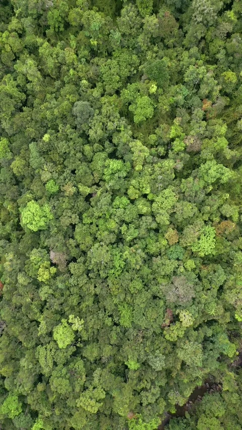 Top view of a dense tropical rainforest in Thailand Stock Footage 270414164
